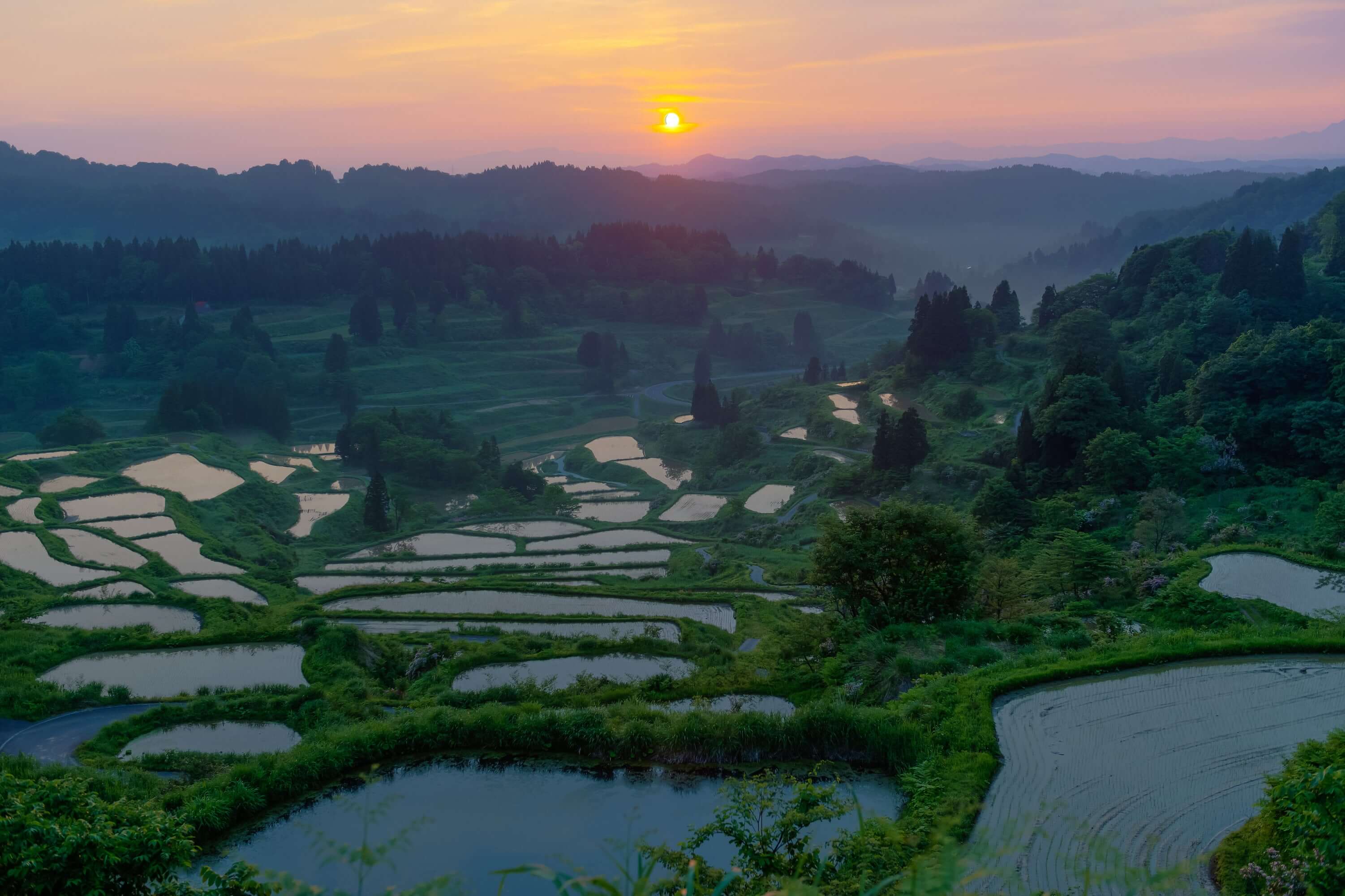 Rice terraces in Niigata, which is the top producing region for sake quality rice grains. Niigata is also home to top sake breweries that produce the best sake and sake lees for beverage and skincare use.